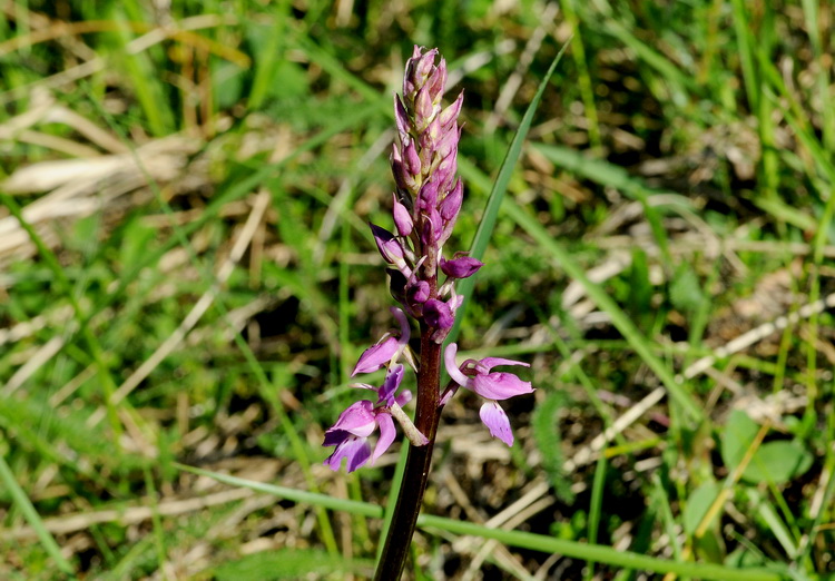 Orchidee del Chianti - Ophrys sphegodes e altre...